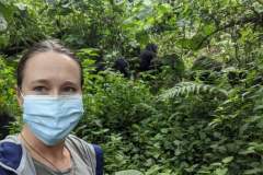 gorillas