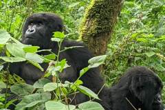 gorillas2